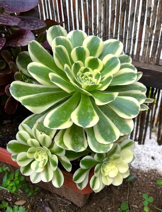 Green Médusa