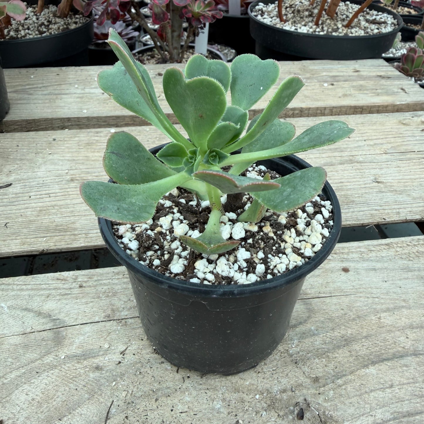 Castello paivae x urbicum