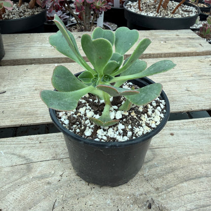 Castello paivae x urbicum