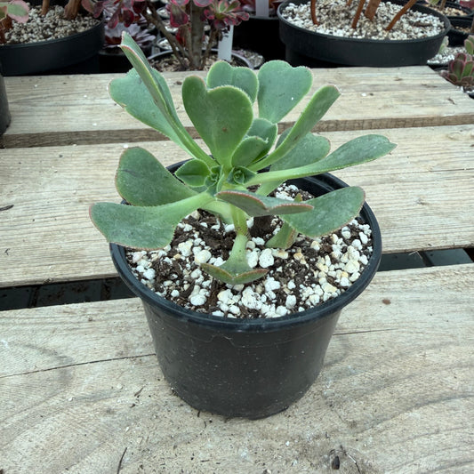 Castello paivae x urbicum