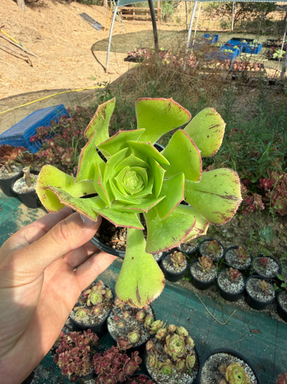 Appendiculatum