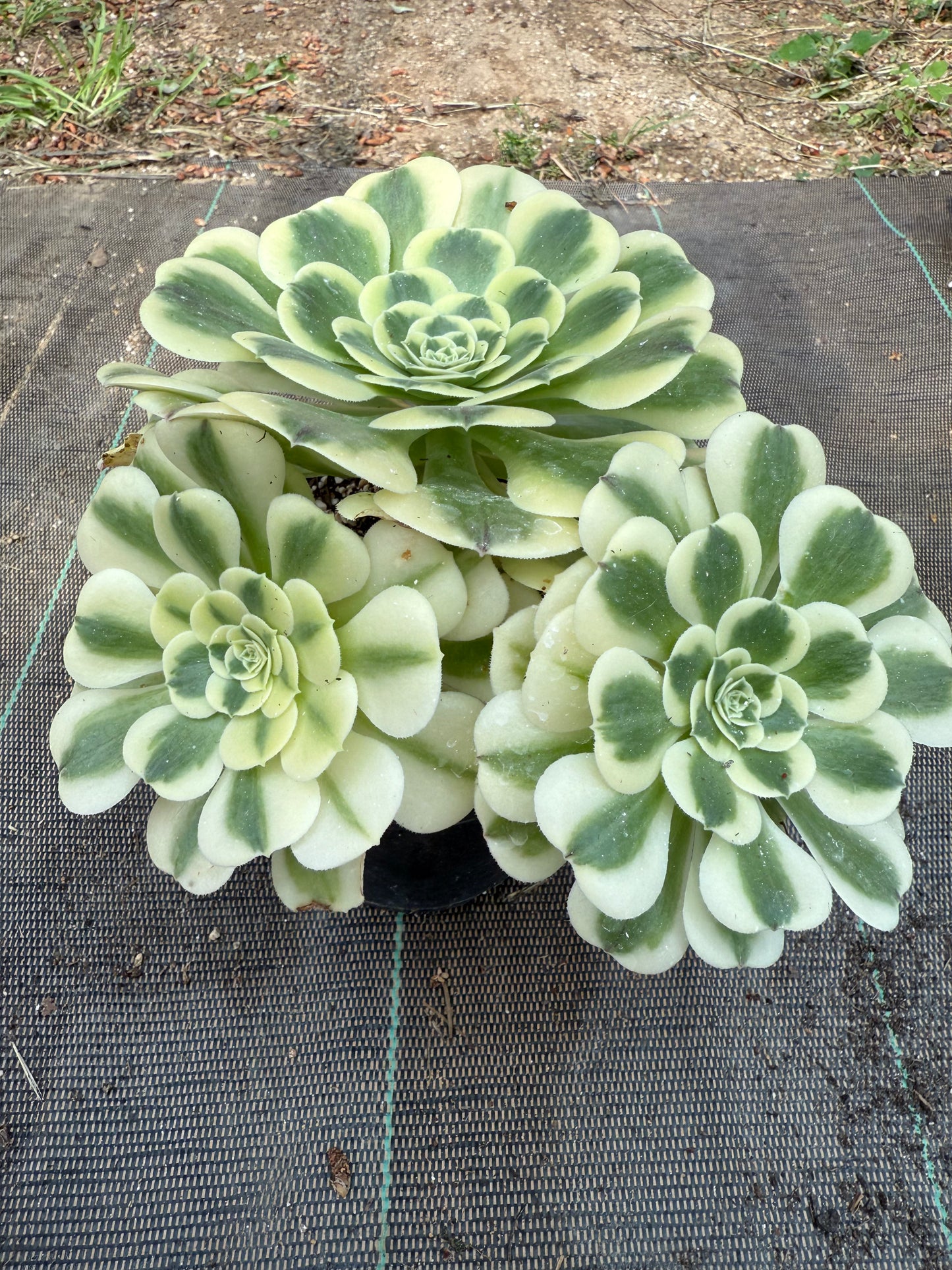 Green Médusa