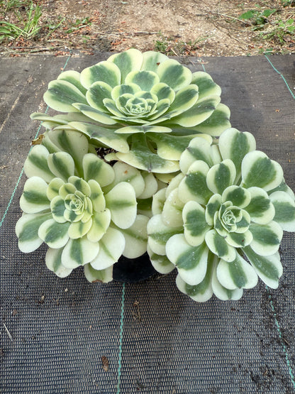 Green Médusa