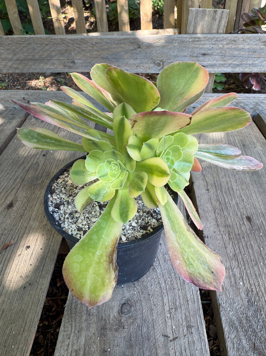 Blushing Beauty Rainbow 01