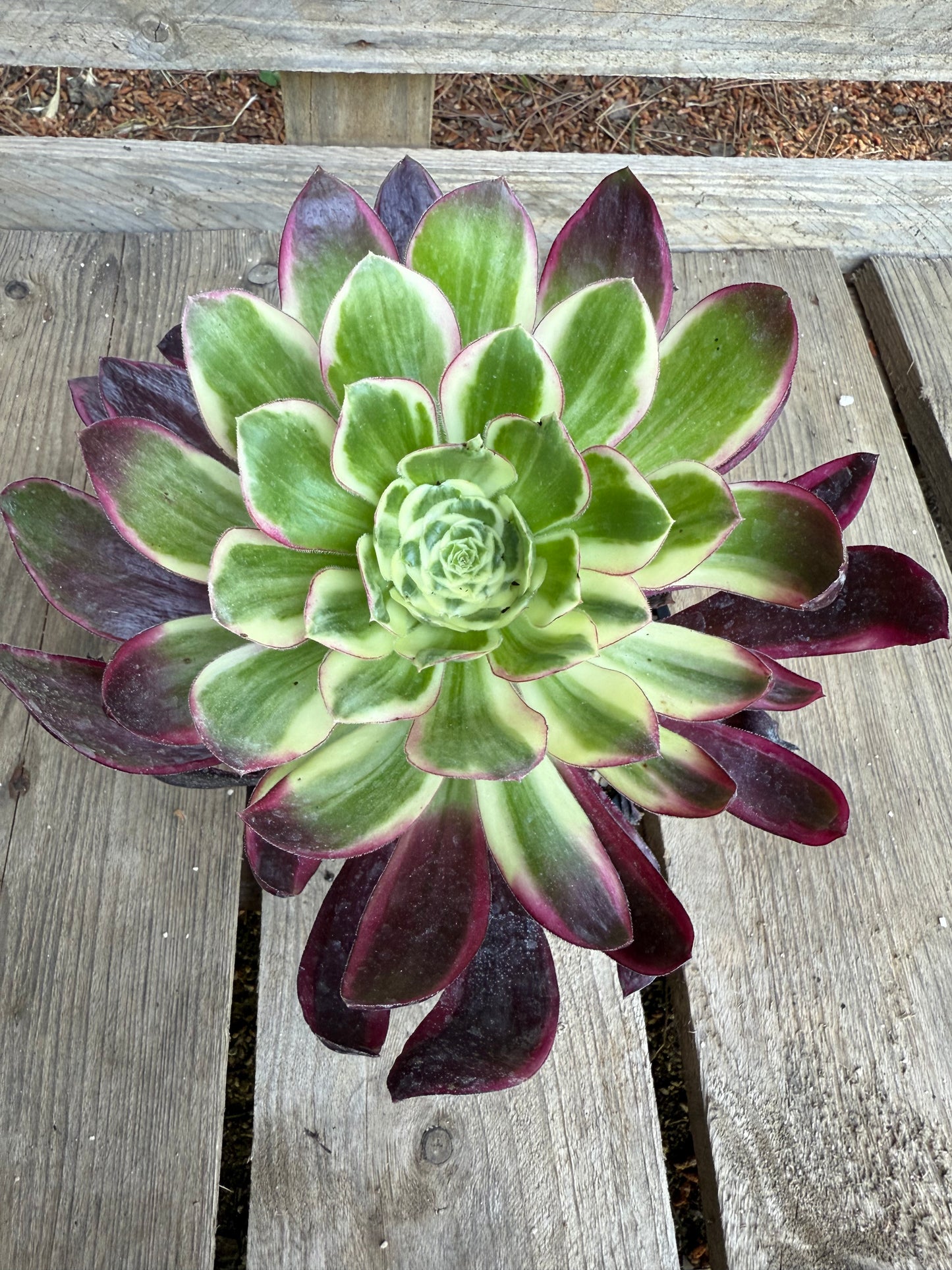 Voodoo Purple Flame
