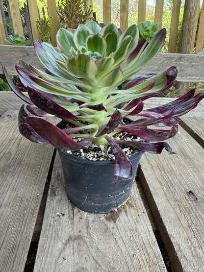 Voodoo Purple Flame