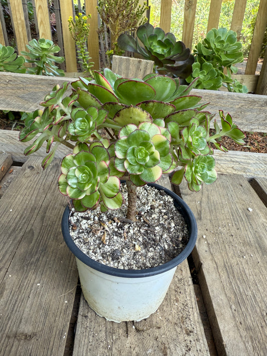 Red Edge Variegata