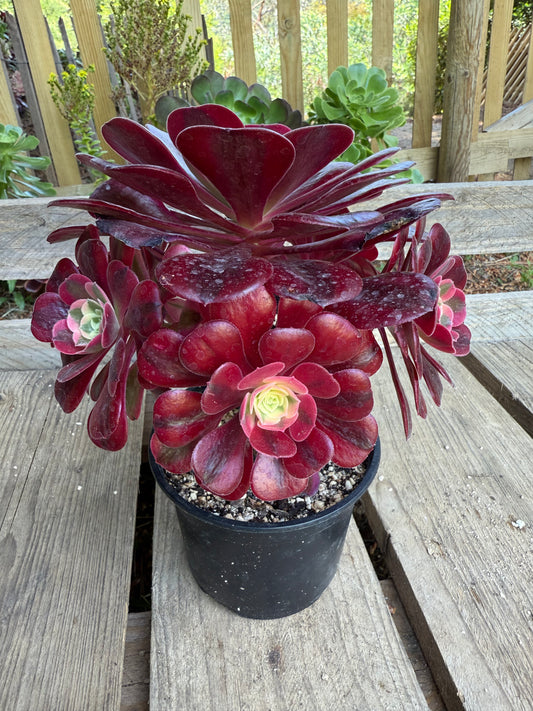 Médusa 03