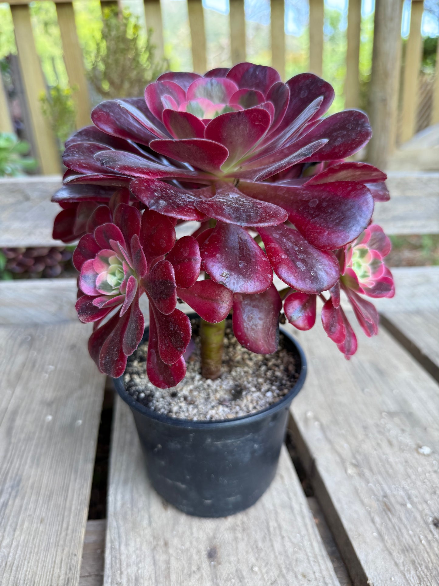 Médusa 03