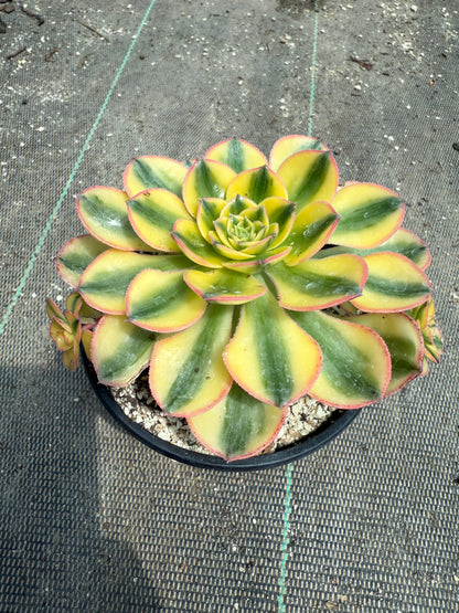 Golden Crown