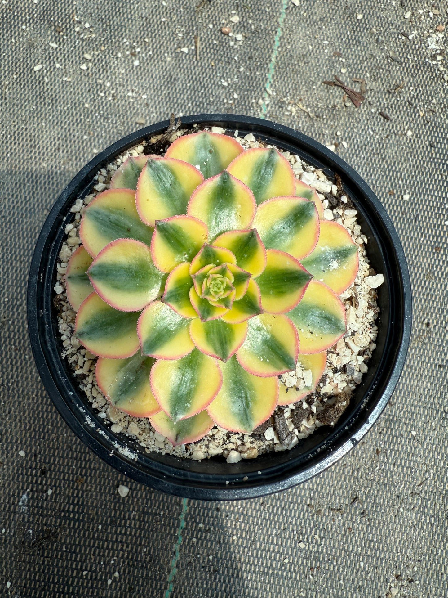 Golden Crown