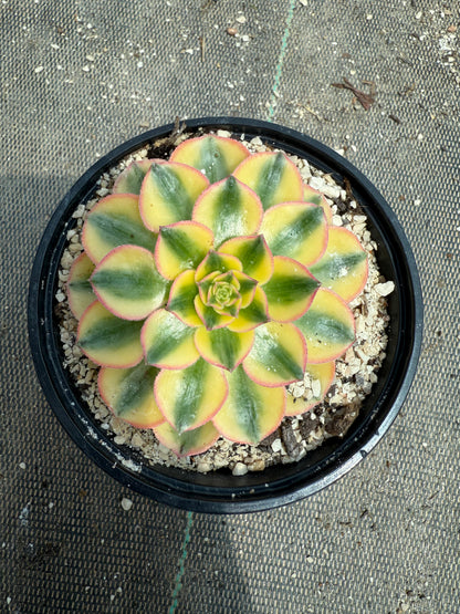 Golden Crown