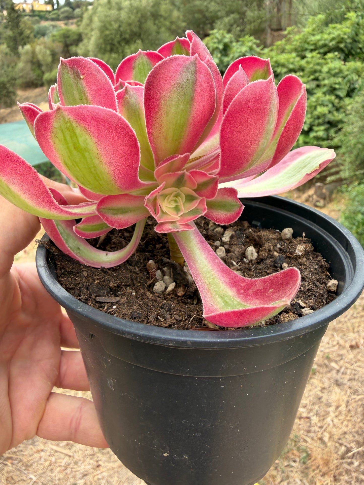 Aeonium Pink Witch 01