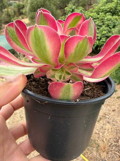 Aeonium Pink Witch 01