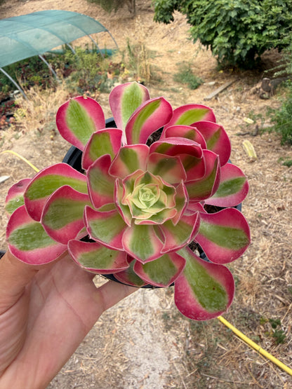 Aeonium Pink Witch 01