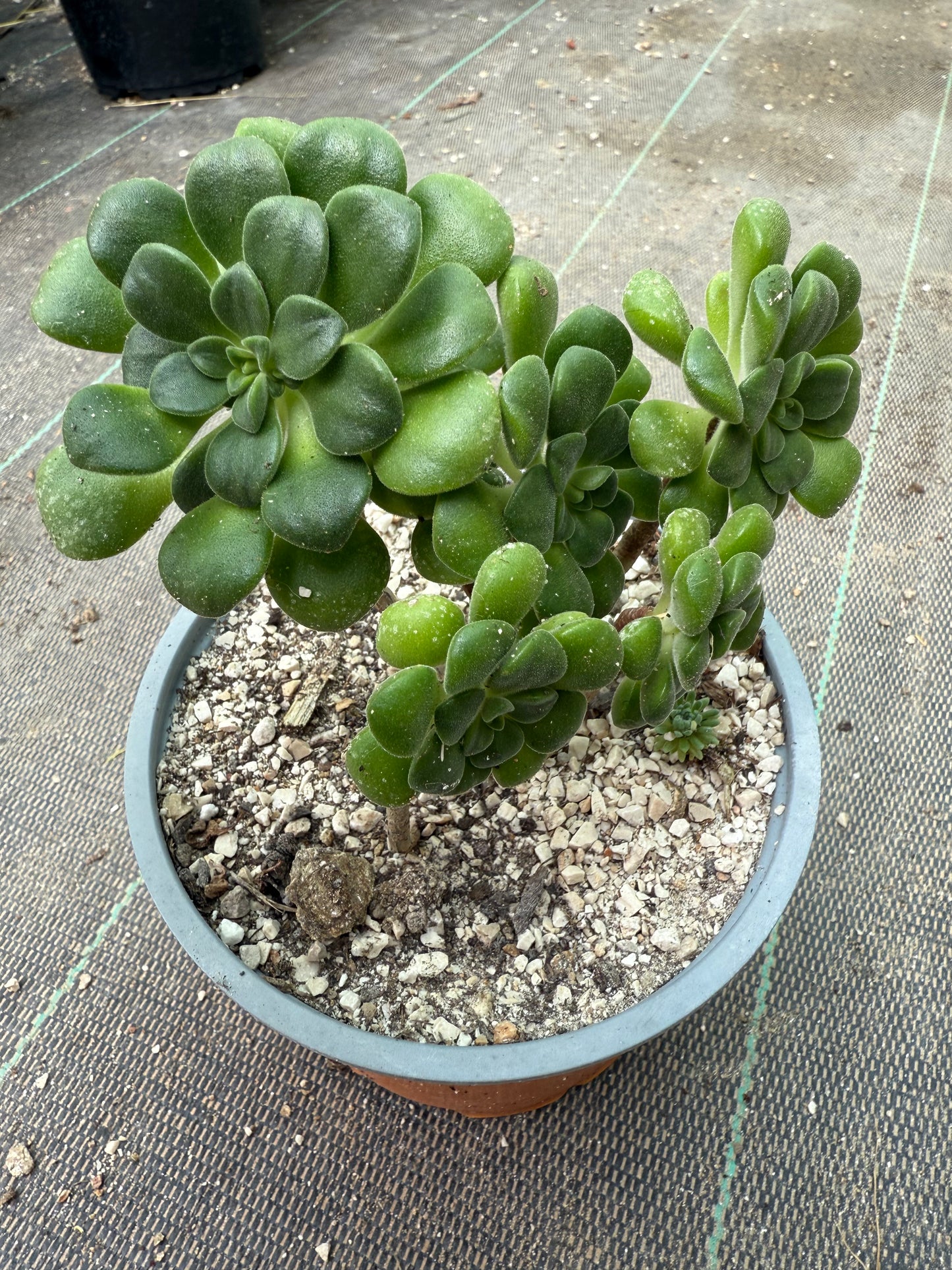 Lindleyi