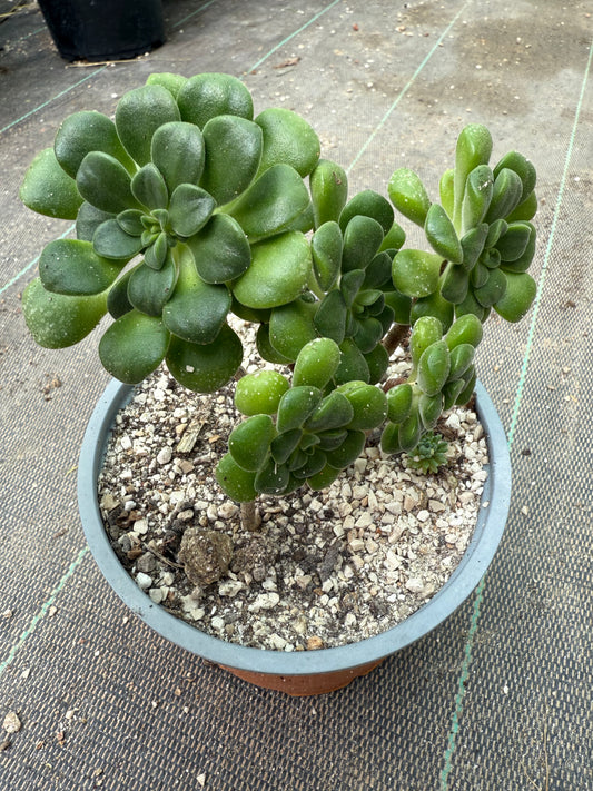 Lindleyi