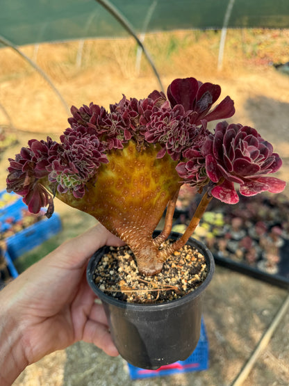 Médusa cristé