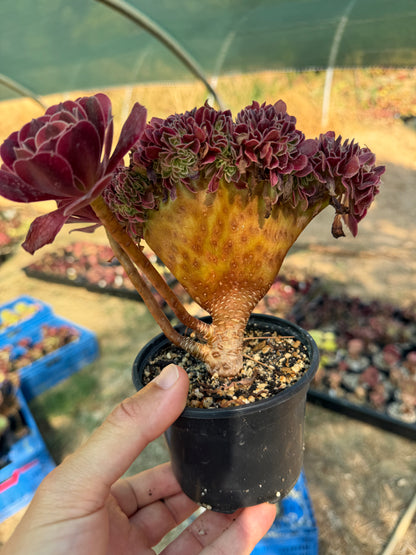 Médusa cristé