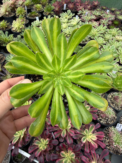 Albovariegatum middle