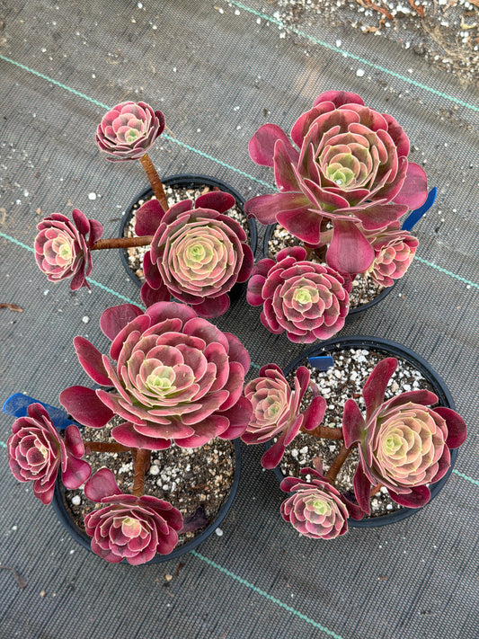Aeonium Médusa 01