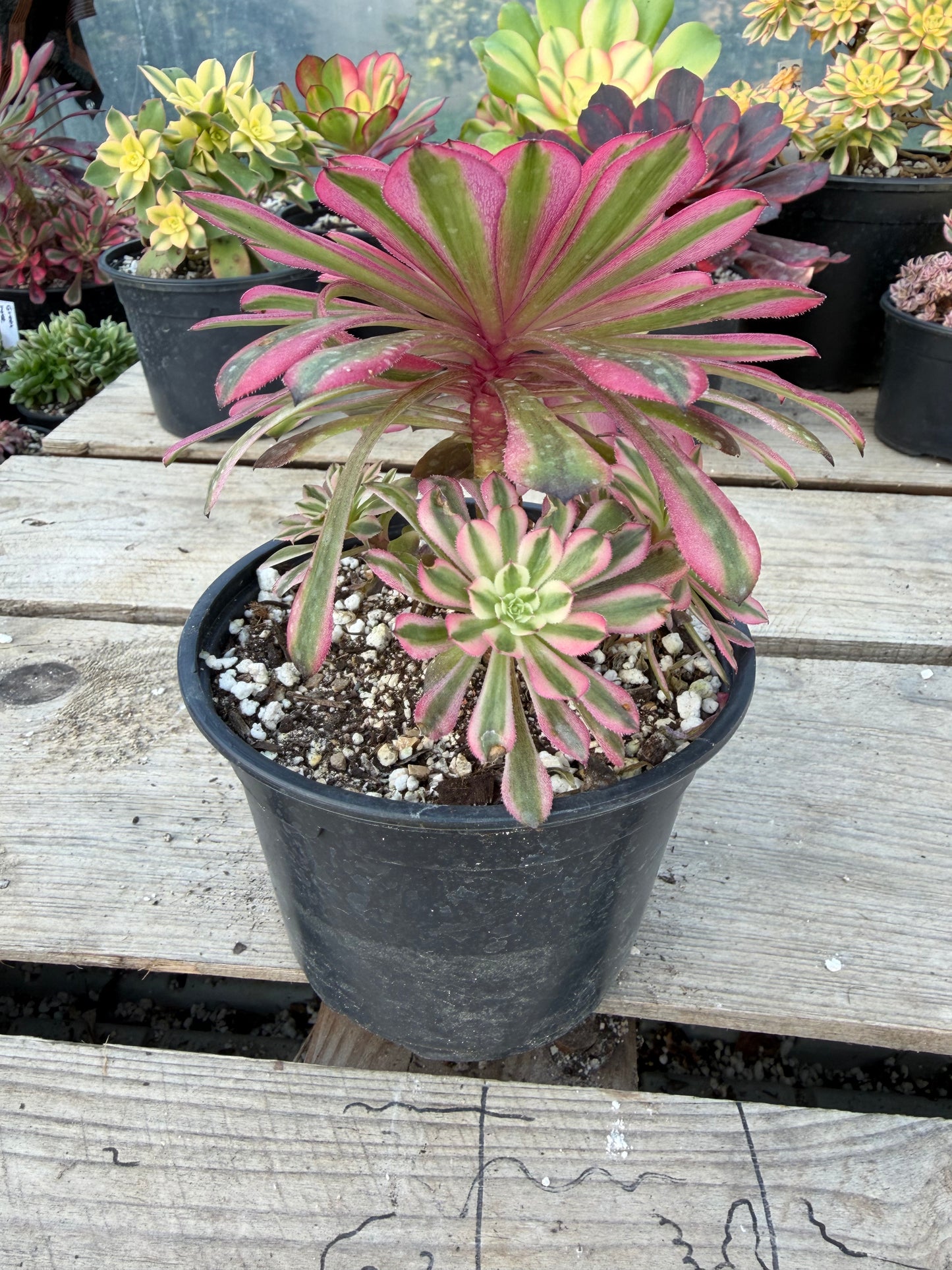 Pink Panther