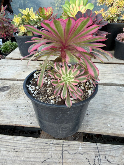 Pink Panther