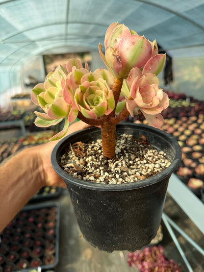 Aeonium Pink Witch 02