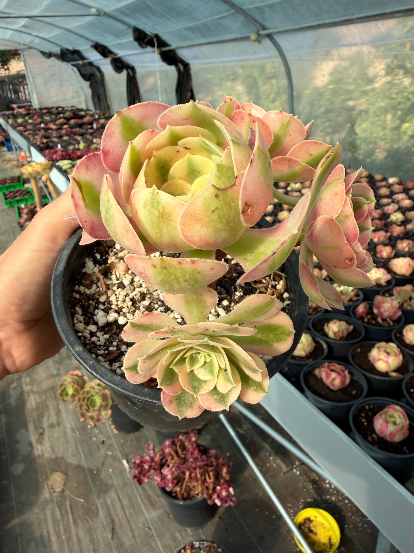 Aeonium Pink Witch 02