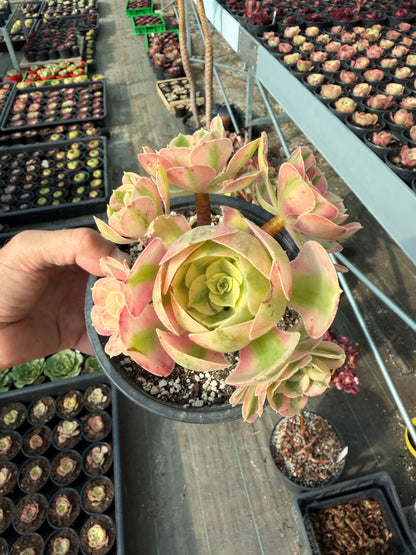 Aeonium Pink Witch 02