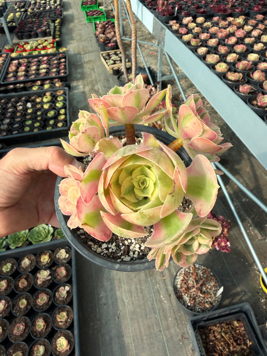 Aeonium Pink Witch 02