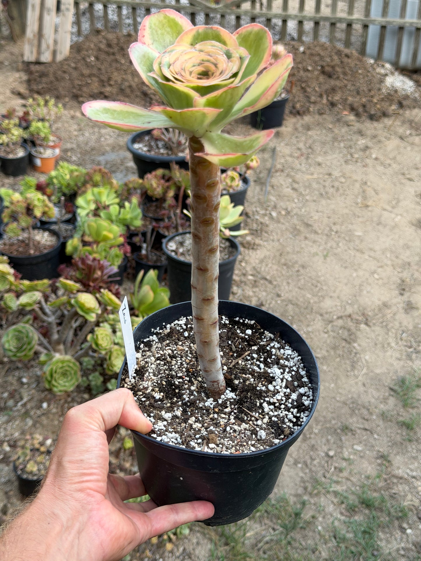Aeonium Zeus 01