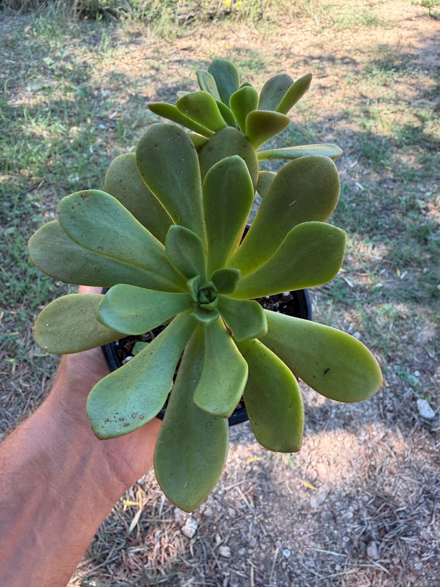 Copper Beauty
