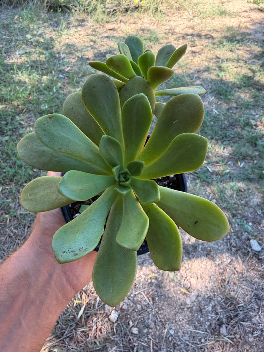 Copper Beauty