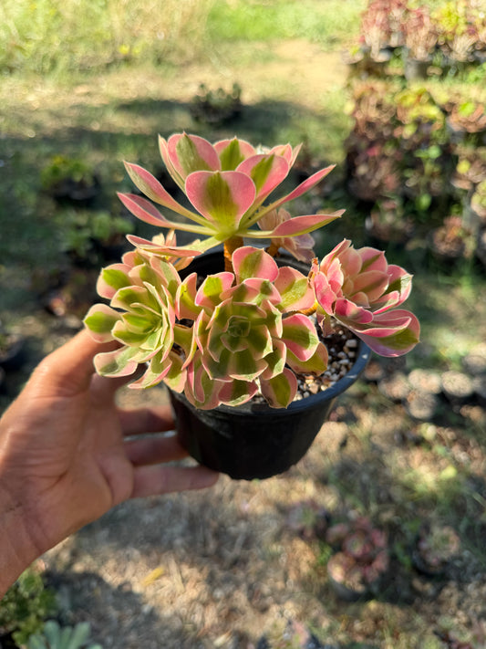Aeonium Pink Witch 01