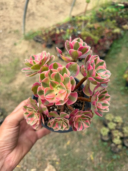Aeonium Pink Witch 05