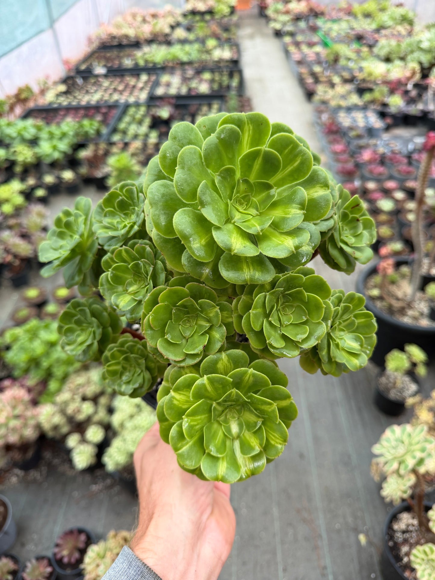 Aeonium Glaze 01
