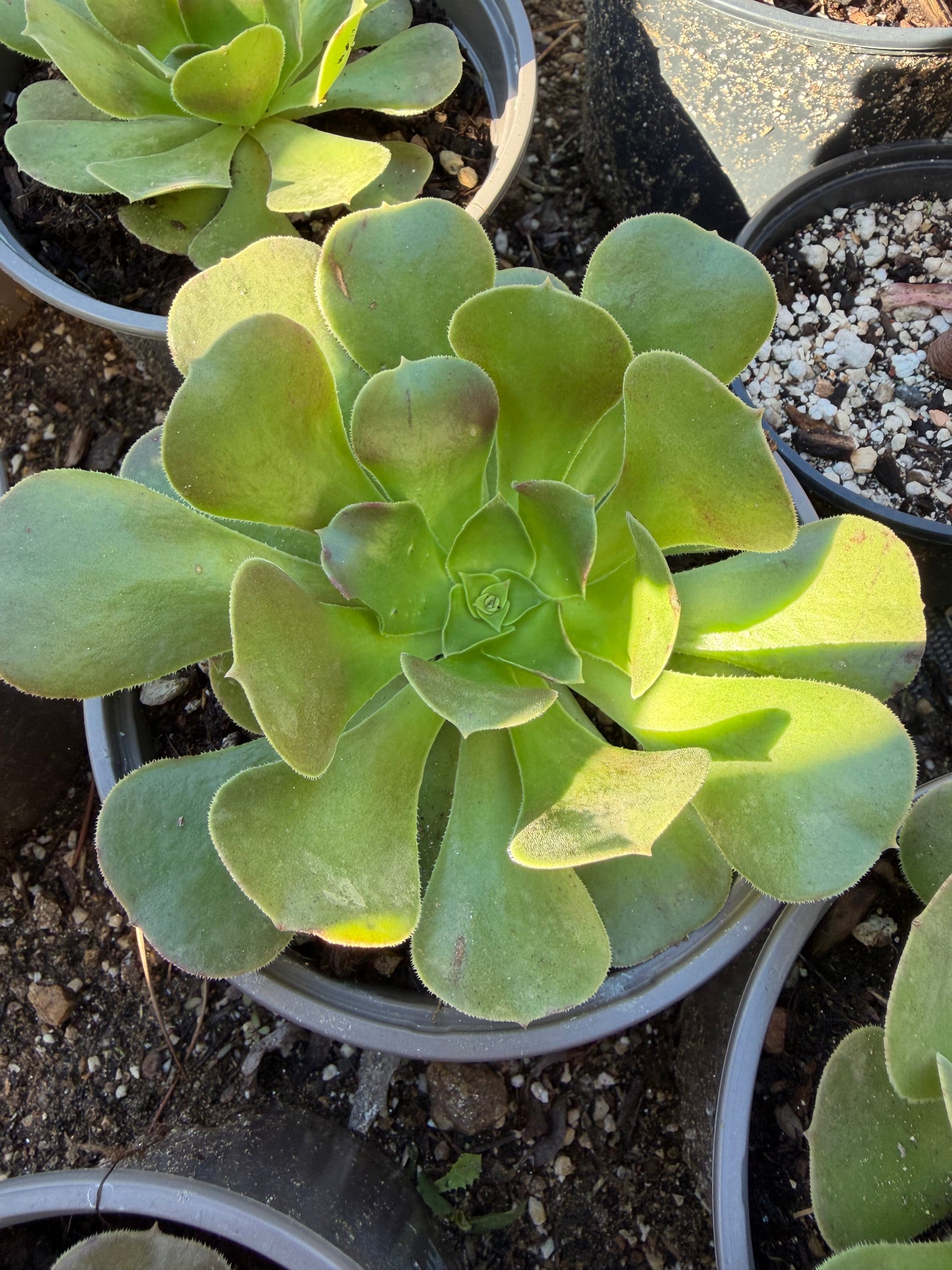 Blushing Beauty