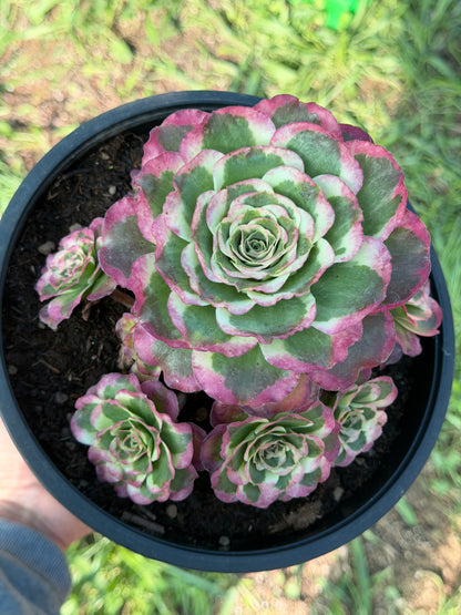 Aeonium Phoenix Peony