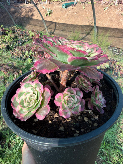 Aeonium Phoenix Peony