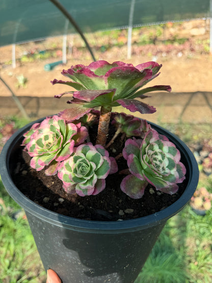 Aeonium Phoenix Peony