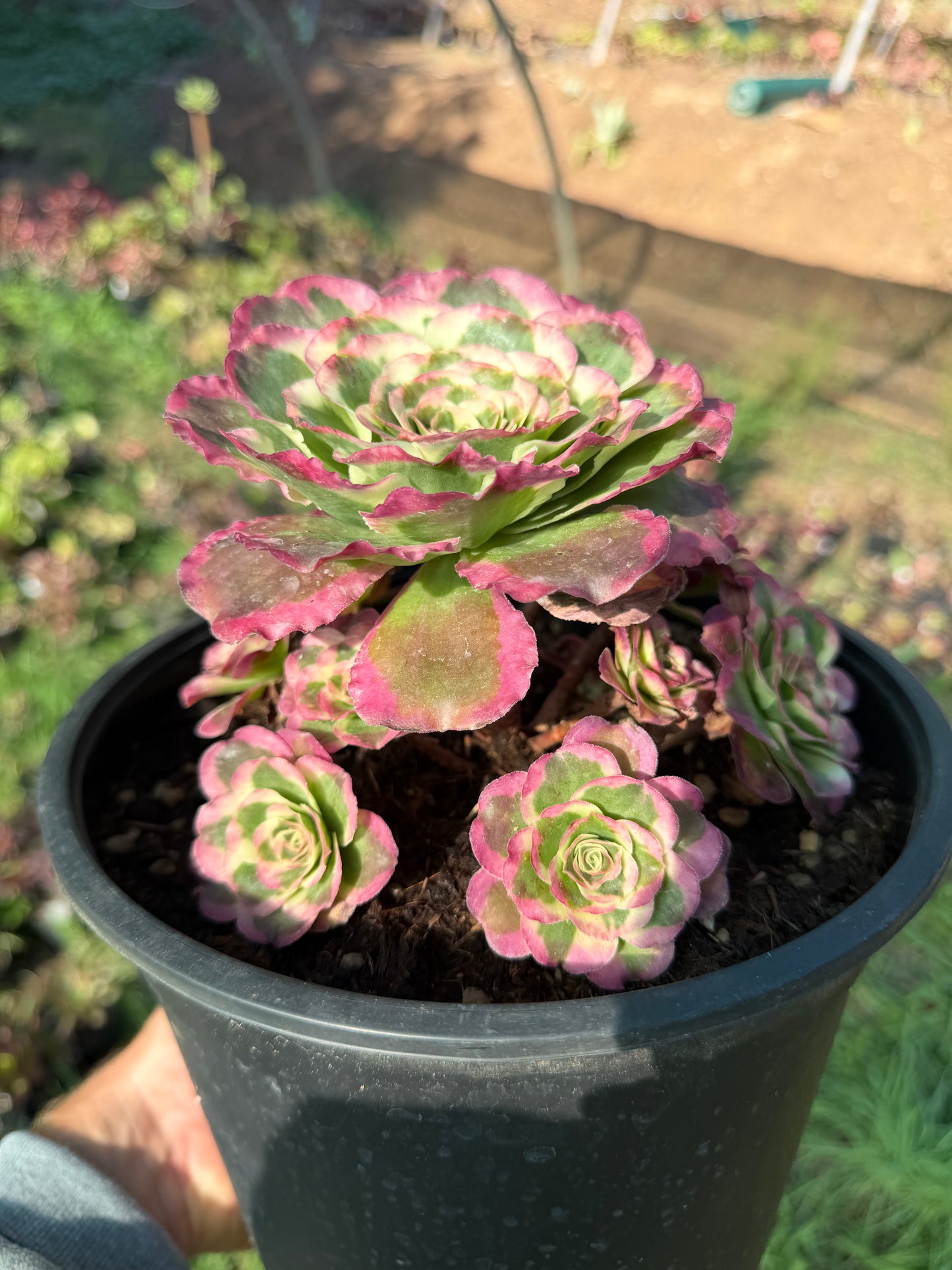 Aeonium Phoenix Peony