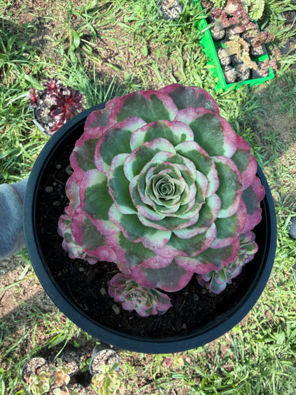 Aeonium Phoenix Peony