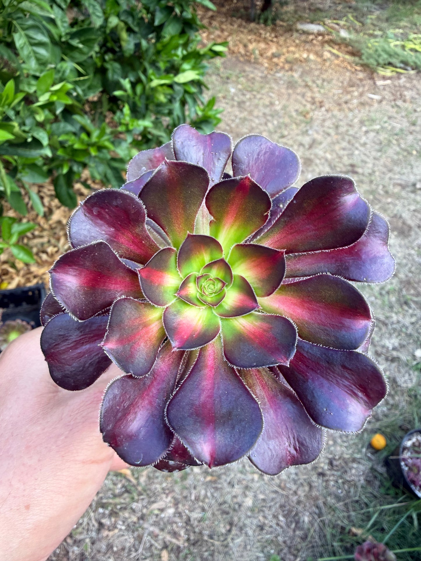 Sunset Glow