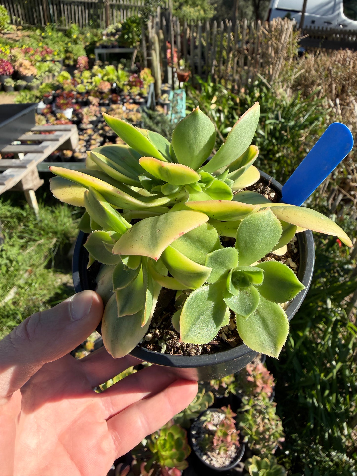Floresens