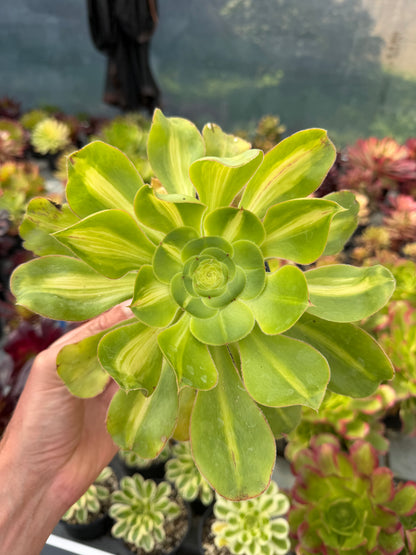 Aeonium Poseidon Middle