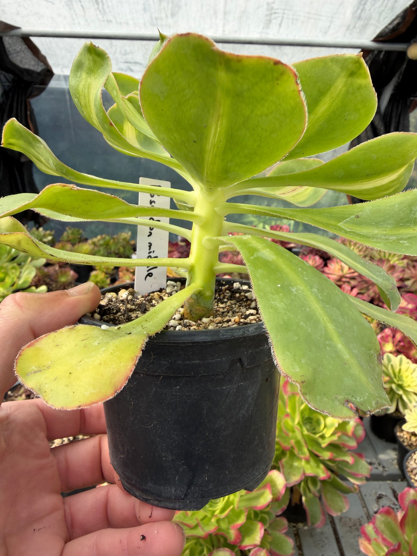 Aeonium Poseidon Middle