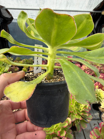 Aeonium Poseidon Middle
