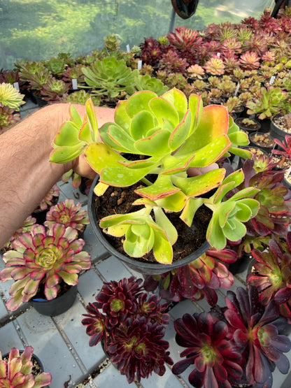 Aeonium Santuario