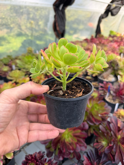 Aeonium Santuario